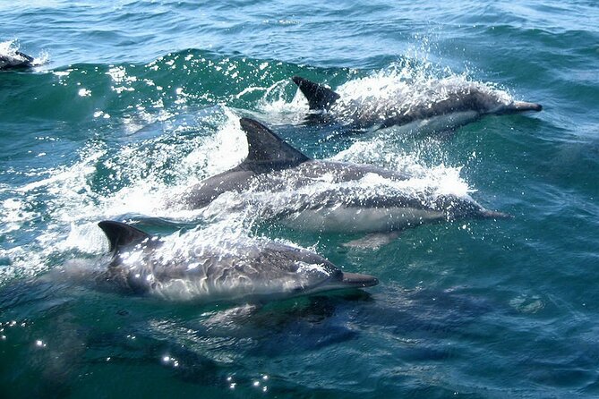 Dolphin Watching + 2 Islands Tour - From Faro - Weather Conditions and Dolphin Sightings