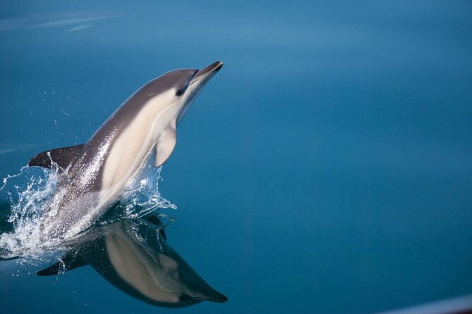 Dolphin Watching Adventure in Estepona Bay - Dolphin Watching in Estepona Bay: What You Should Know