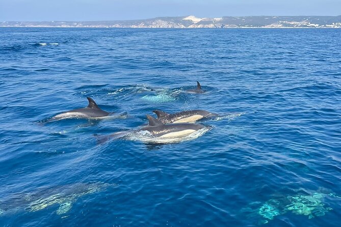 Dolphin Watching and Boat Tour in Sesimbra - Approaching Dolphins in Their Natural Habitat