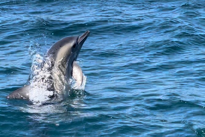 Dolphin Watching and Boat Tour in Sesimbra - Who Will Love This Dolphin Watching Tour?