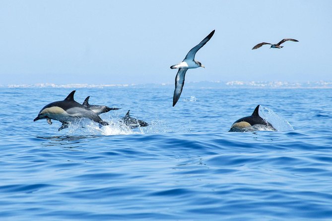 Dolphin Watching and Cave Boat Cruise from Albufeira - Flexibility and Booking Considerations