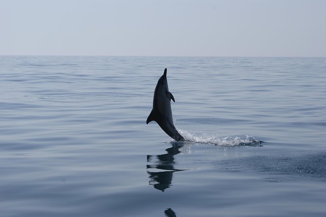 Dolphin Watching and Cave Tour from Vilamoura - The Role of the Expert Guide and Crew