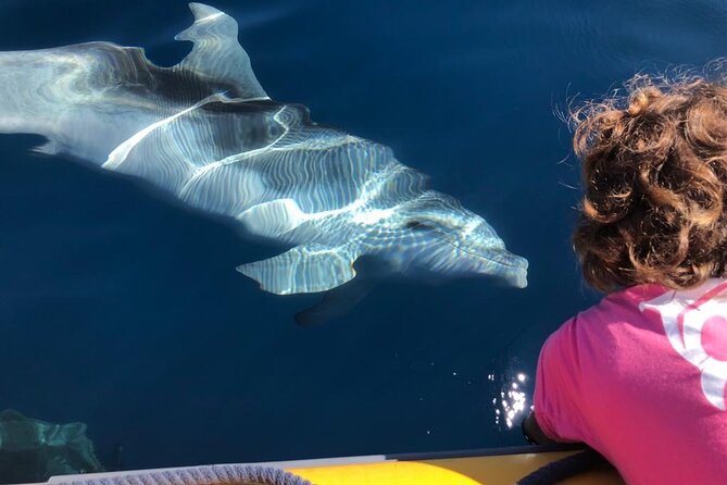 Dolphin watching and snorkeling in Figarolo - Key Points