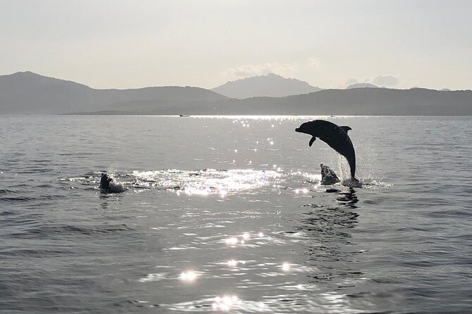 Dolphin watching and snorkeling in Figarolo - Exploring Cala Greca, Cala Moresca, and Figarolo Island