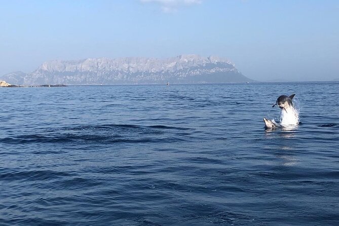 Dolphin Watching and Snorkeling in Figarolo in Sardinia - Physical Requirements and Accessibility