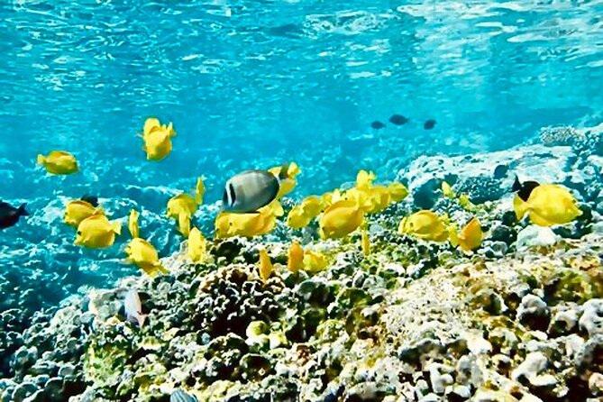 Dolphin Watching and Snorkeling on the West Coast of Oahu - Dive into Dolphin Watching and Snorkeling on Oahus West Coast