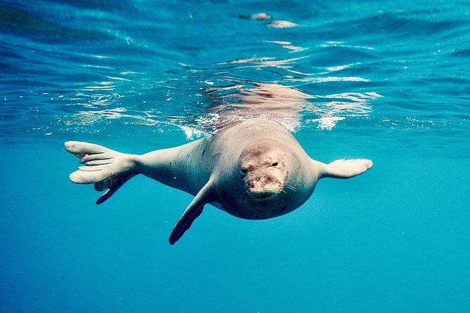 Dolphin Watching and Snorkeling on the West Coast of Oahu - Wildlife Highlights: Dolphins, Turtles, and Fish