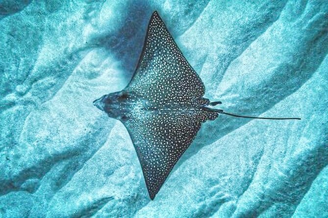 Dolphin Watching and Snorkeling on the West Coast of Oahu - Snorkeling Experience Designed for All Levels