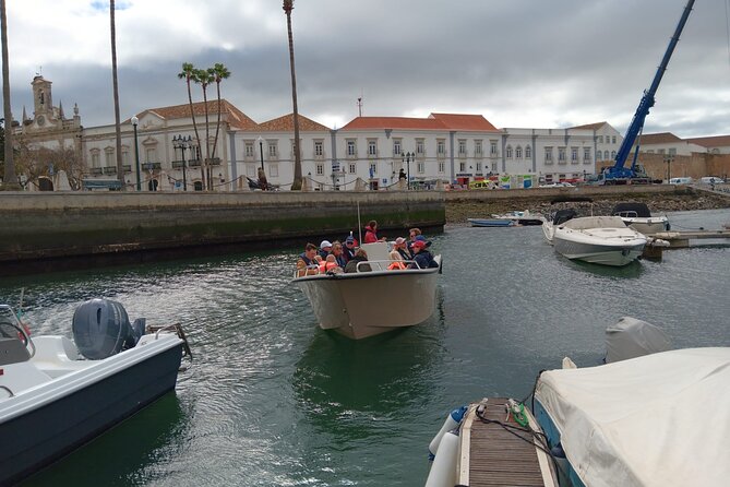 Dolphin watching and wildlife from Faro - Why This Tour Stands Out for Wildlife and Nature Lovers