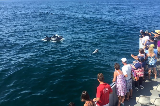 Dolphin Watching around Cape May - Exploring Dolphin Watching around Cape May for $45