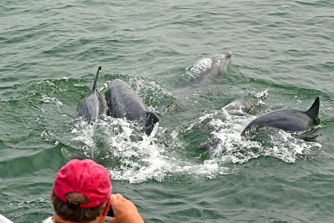 Dolphin Watching around Cape May - Key Points