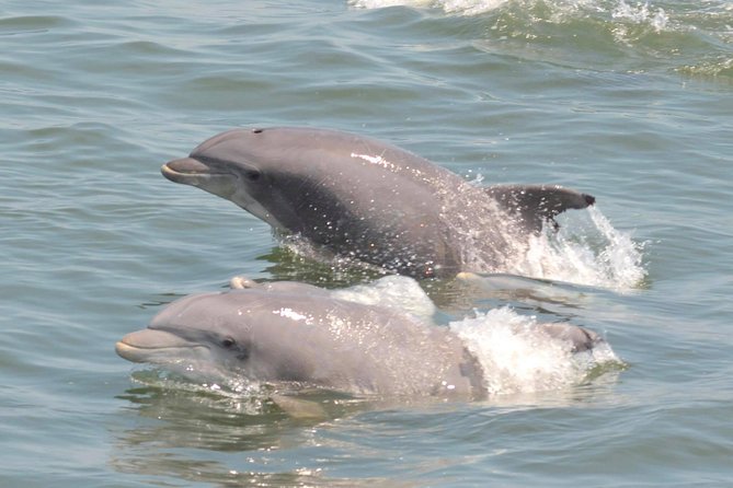 Dolphin Watching around Cape May - Highlights: Water Views of Cape May and Beyond