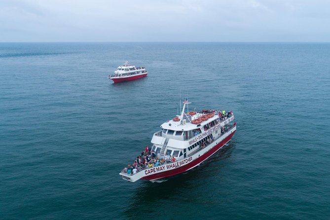 Dolphin Watching around Cape May - Dolphin Pods: What You Might See
