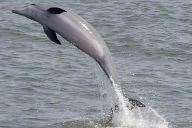 Dolphin Watching around Cape May - The Crew and Captain: Knowledgeable and Friendly