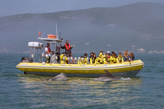 Dolphin Watching at the Arrabida (Lisbon region) - Exploring the Arrábida Marine Park’s Natural Beauty