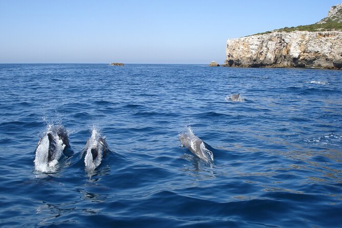 Dolphin Watching at the Arrabida (Lisbon region) - Scenic Caves and Coveted Beaches Along the Route