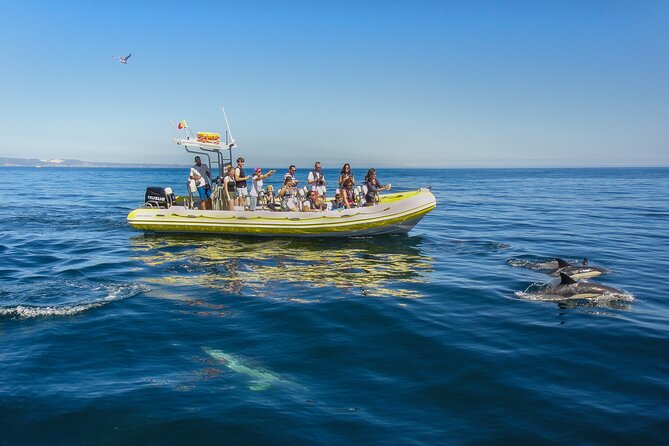 Dolphin Watching at the Arrabida (Lisbon region) - Local Delicacies and Optional Tasting Opportunities