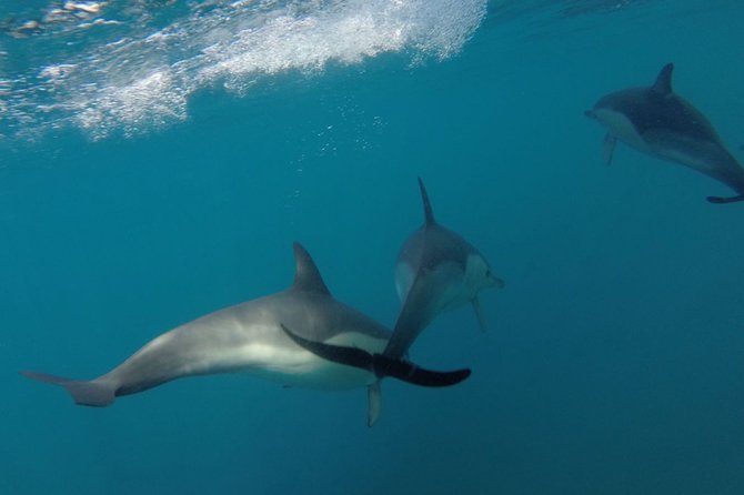 Dolphin Watching at the Arrabida (Lisbon region) - The Value of This Dolphin Watching Tour