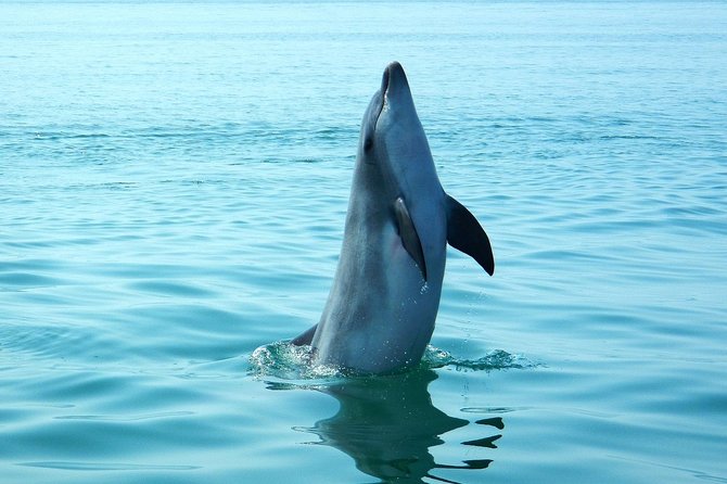 Dolphin Watching at the Arrabida (Lisbon region) - Who Will Love This Tour?