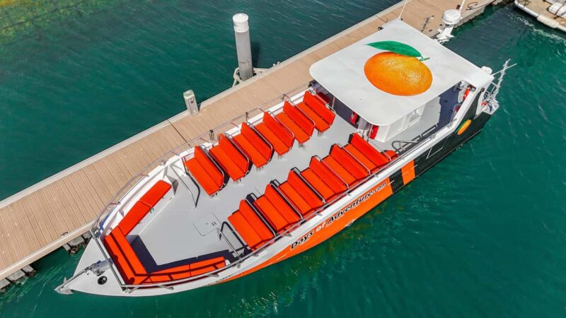 DOLPHIN WATCHING & BENAGIL CAVE TOUR FROM LAGOS - DUAL TRIP - Discover the Algarve’s Marine Life and Coastal Wonders on a Speedboat Tour from Lagos