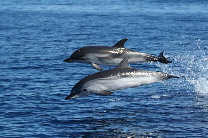 Dolphin Watching Boat Excursion to Figarolo Island from Olbia - Discover Sardinia’s Marine Life on a Dolphin Watching and Snorkeling Boat Tour