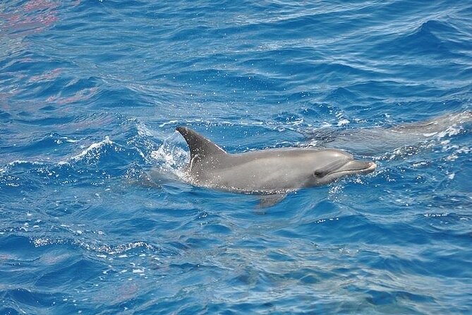 Dolphin Watching Boat Excursion to Figarolo Island from Olbia - Meeting Point and Logistics in Olbia