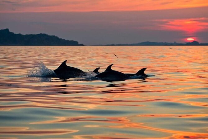 Dolphin Watching Boat Excursion to Figarolo Island from Olbia - The Marine Biology Focus and Expert Guidance