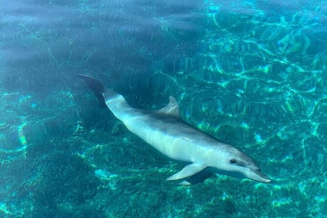 Dolphin Watching Boat Excursion to Figarolo Island from Olbia - The Scenic Views of Sardinian Coastline from the Boat