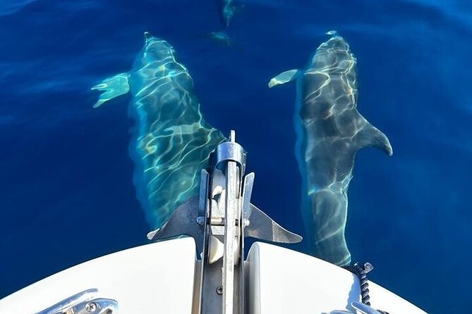 Dolphin Watching Boat Excursion to Figarolo Island from Olbia - Cancellation and Weather Policies