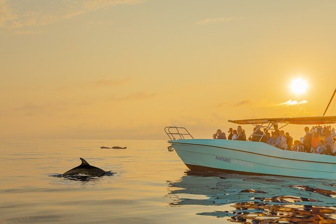 Dolphin watching by boat - The Route to Cap de Formentor and Dolphin Watching in the Open Sea