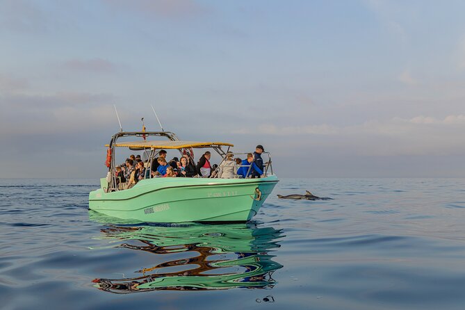 Dolphin watching by boat - The Experience: Watching Dolphins Play in the Wild