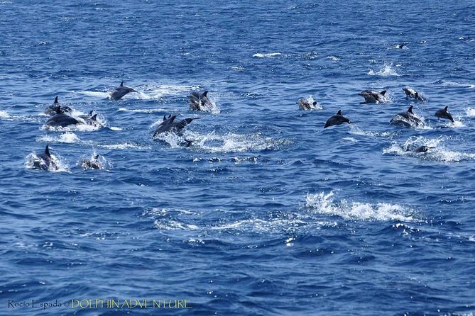 Dolphin Watching Excursion in Gibraltar - Gibraltars Prime Spot for Dolphin Sightings