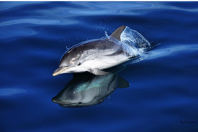 Dolphin Watching Excursion in Gibraltar - Onboard Experience and Marine Guide