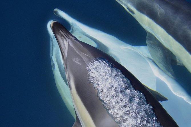 Dolphin Watching Excursion in Gibraltar - Timing, Pacing, and Crowd Levels