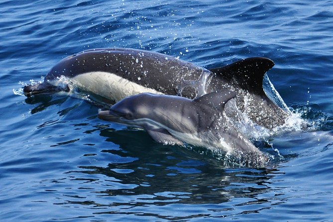 Dolphin Watching Excursion in Gibraltar - The Boat and Viewing Conditions