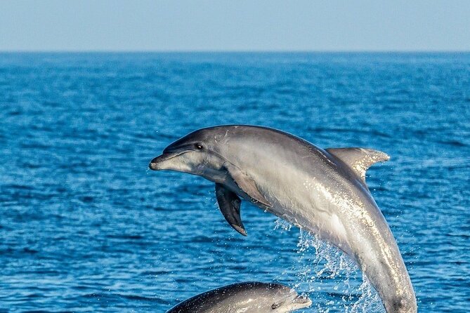 Dolphin Watching Excursion in Gibraltar - Responsible Wildlife Watching Practices