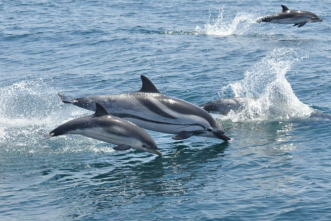 Dolphin Watching Excursion in Gibraltar - Customer Satisfaction and Notable Reviews