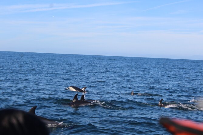 Dolphin Watching from Faro - Scenic Return Through Changing Tides
