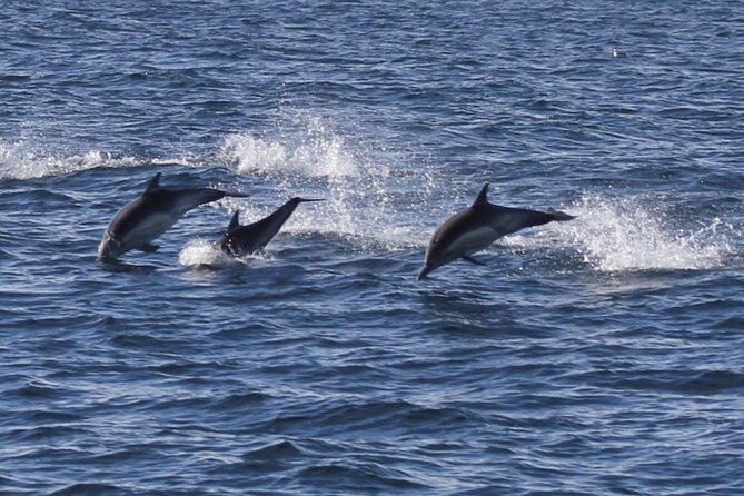 Dolphin Watching from Faro - Who Should Book This Tour