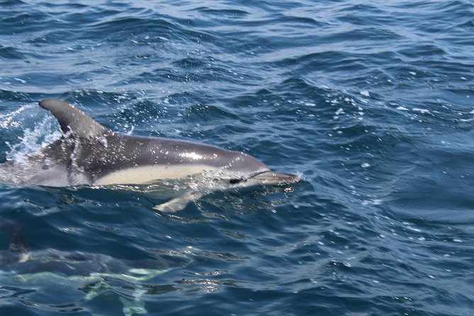 Dolphin Watching from Lagos with Marine Biologists - The Speed and Agility of the RIB Vessel