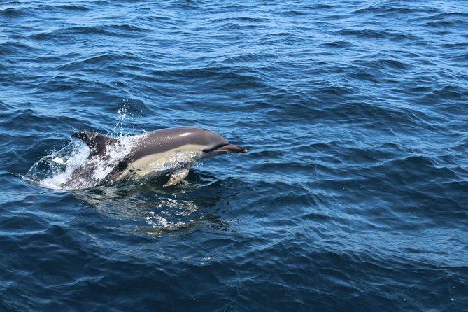 Dolphin Watching from Lagos with Marine Biologists - Weather Considerations and Cancellation Policy
