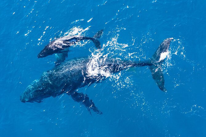 Dolphin Watching Half-Day Cruise from Lagos - Reviews and What Makes This Tour Stand Out