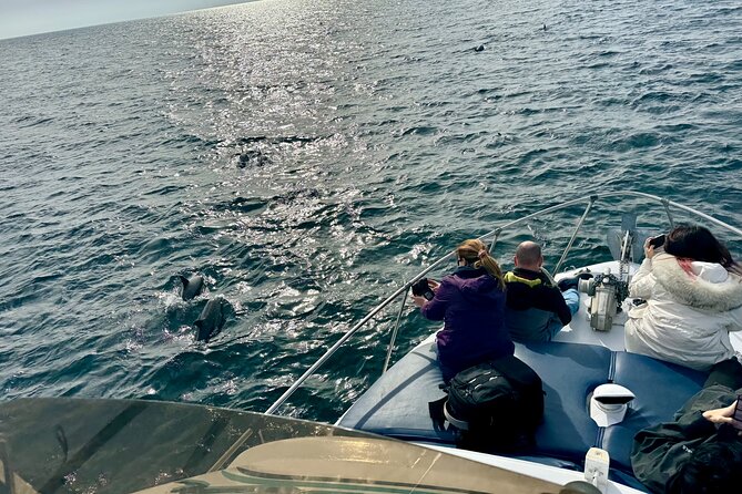 Dolphin Watching in Benalmadena - Weather Considerations and Cancellation Policies