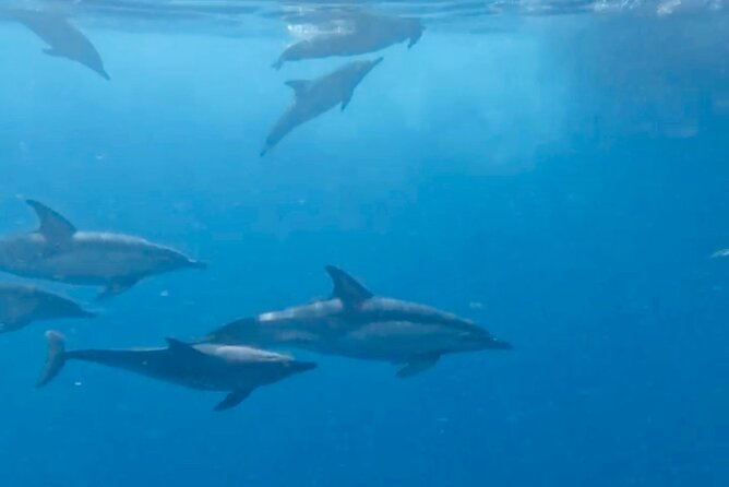 Dolphin Watching in Benalmadena - Comparing Similar Coastal Experiences in Malaga