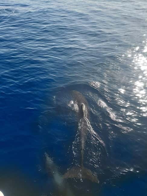 Dolphin watching in Estepona - The Scenic Route and Marine Wildlife Opportunities