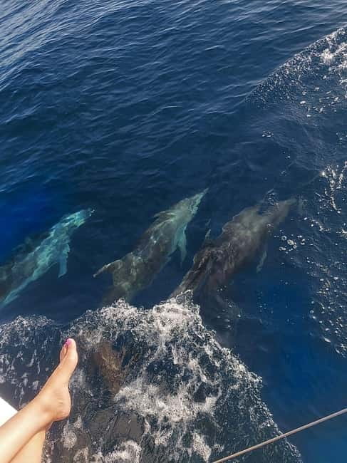 Dolphin watching in Estepona - The Crew and Tour Guides: Friendly and Informative