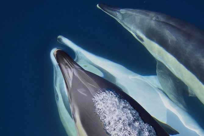 Dolphin Watching in Gibraltar & Fast Track Priority Cable Car - Key Points