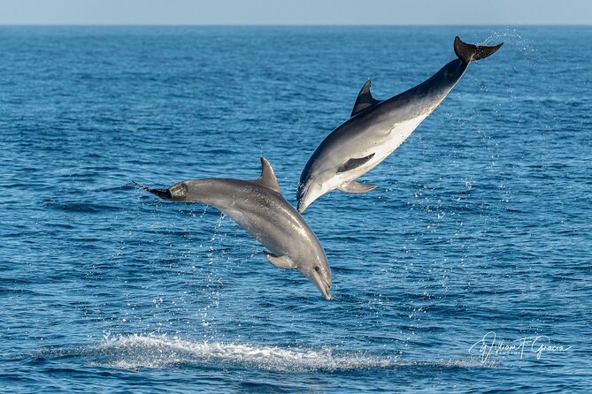 Dolphin Watching in Gibraltar & Fast Track Priority Cable Car - Navigating Gibraltar’s Top Attractions and Scenic Views