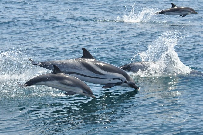 Dolphin Watching in Gibraltar & Fast Track Priority Cable Car - Practical Tips for Making the Most of Your Tour
