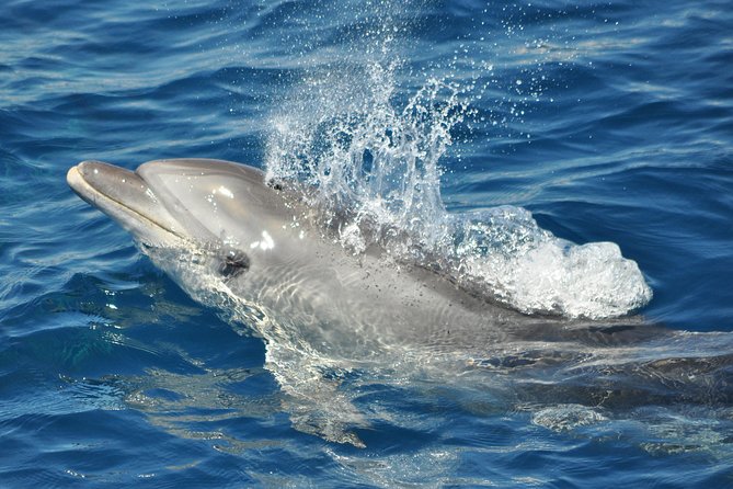 Dolphin Watching in Gibraltar & Fast Track Priority Cable Car - Who Will Love This Combo Tour in Gibraltar?